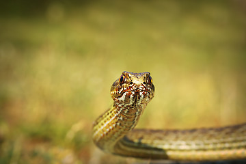 Image showing eastern montpellier snake portrait