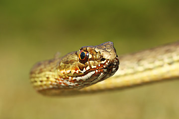 Image showing portrait of montpellier snake