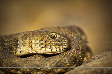 Image showing closeup of dice snake