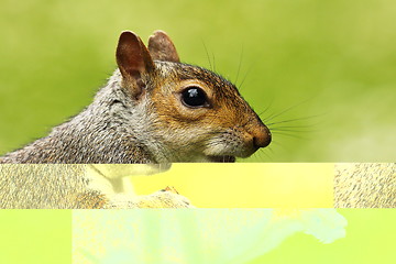 Image showing portrait of grey squirrel