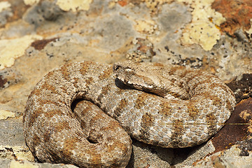 Image showing Milos viper, full length wild animal