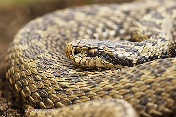 Image showing close up of female orsinii viper