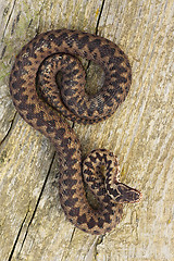 Image showing full length Vipera berus basking on wood board