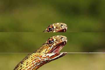 Image showing angry eastern montpellier snake