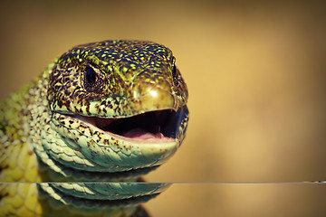 Image showing macro view of a green lizard head