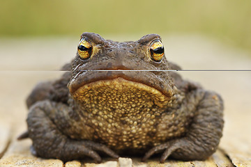 Image showing cute common brown toad looking at the camera
