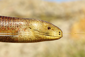 Image showing portrait of a male sheltopusik