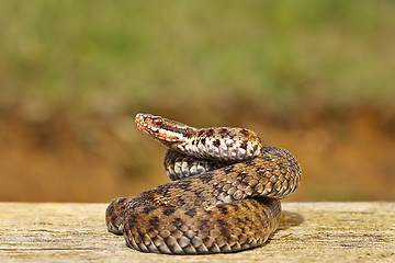 Image showing common adder on wooden board