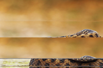 Image showing beautiful common european adder