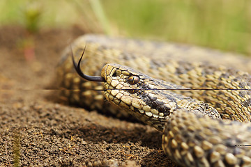 Image showing beautiful meadow adder close up of head