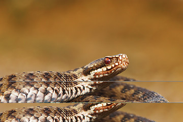 Image showing female common european adder closeup