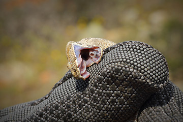 Image showing Vipera lebetina biting protective glove