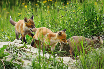 Image showing fox cubs playing together near the den