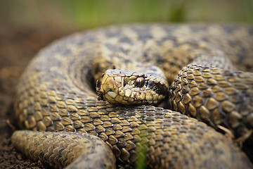 Image showing close up of Vipera ursinii rakosiensis