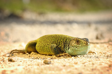 Image showing male green lizard on ground