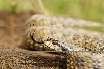 Image showing beautiful meadow adder close up of head