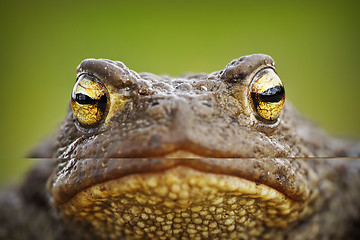 Image showing macro portrait of cute toad