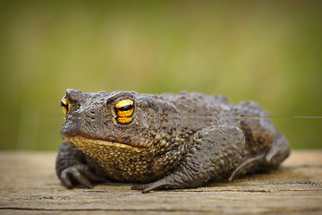 Image showing european brown toad on wooden board