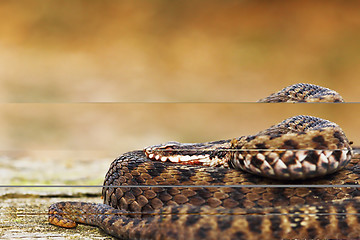 Image showing beautiful common european adder