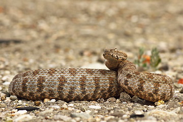 Image showing dangerous viper ready to strike