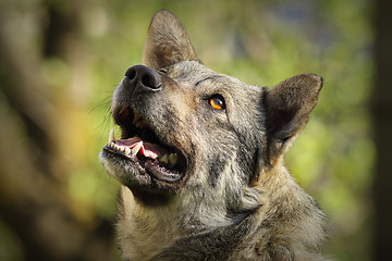 Image showing cute curious dog portrait