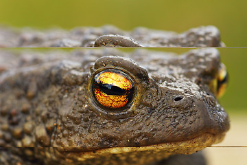 Image showing brown common toad portrait, closeup on the eye