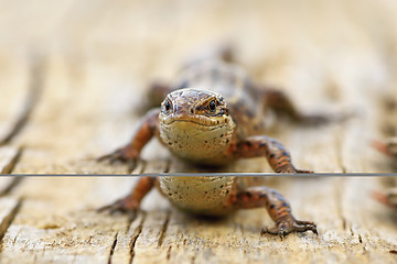 Image showing close up of viviparous lizard on wood board