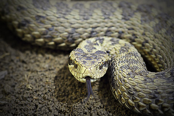 Image showing closeup of female meadow viper ready to attack