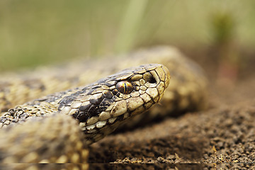 Image showing rare meadow viper portrait