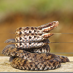 Image showing common european adder on wood board 