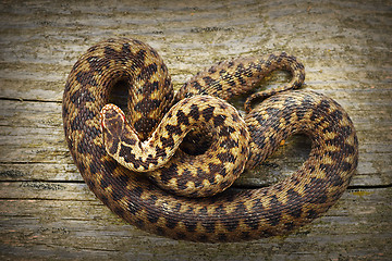 Image showing full length common adder basking on stump