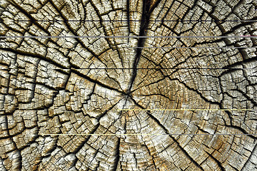 Image showing cracked pith of spruce log