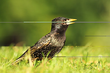 Image showing close up of common starling