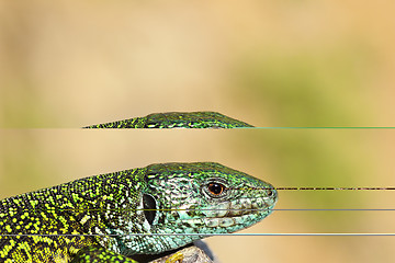 Image showing close-up of male green lizard