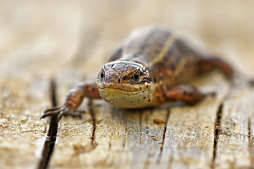 Image showing front view of viviparous lizard