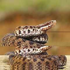 Image showing common european adder on wood board 