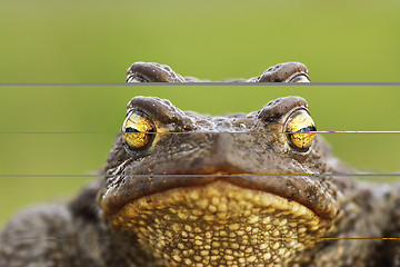 Image showing common brown toad head