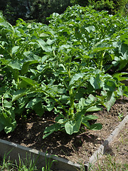 Image showing Potato plants in vegatable garden