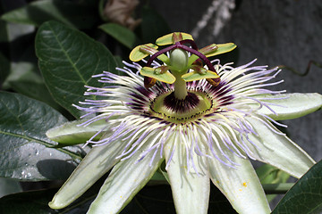 Image showing Passion Flower