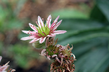 Image showing Flower