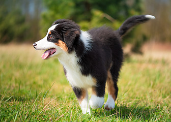 Image showing Australian shepherd puppy