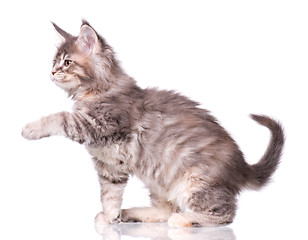 Image showing Maine Coon kitten on white