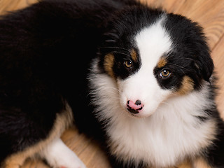 Image showing Australian shepherd puppy