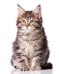 Image showing Maine Coon kitten on white