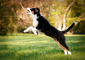 Image showing Australian shepherd puppy