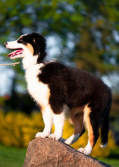 Image showing Australian shepherd puppy