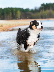 Image showing Australian shepherd puppy