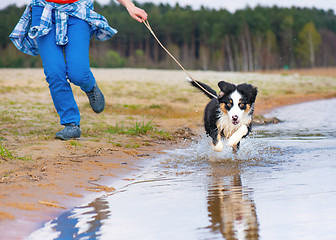 Image showing Australian shepherd puppy