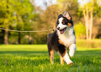 Image showing Australian shepherd puppy