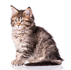 Image showing Maine Coon kitten on white